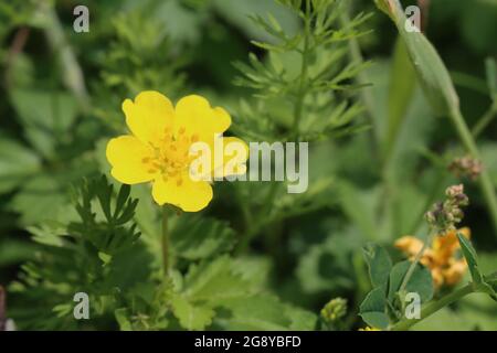 Blüten der Argentina anserina Stockfoto