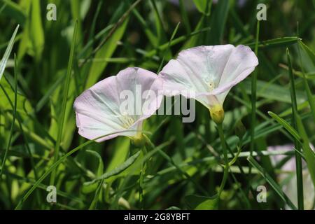 Die Blüten zwei Ackerwinden recken sich dem Licht entgegen Stockfoto