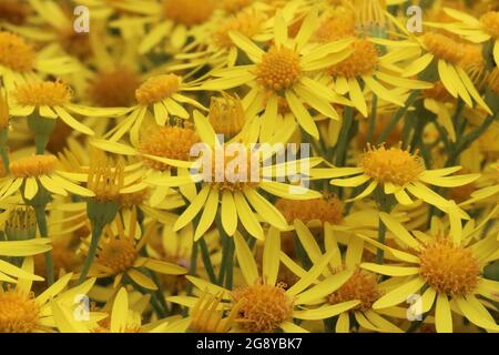 Schöne gelbe Blüten von jacobaea vulgaris Stockfoto