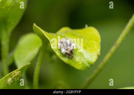 Larve of Green Lacewing (Chrysopidae), Stadt Isehara, Präfektur Kanagawa, Japan Stockfoto