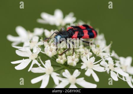 Trichodes apiarius, behaart kleiner Käfer mit leuchtend roter Farbe und schwarzen Bändern, die auf einer weißen Wildblume krabbeln. Stockfoto