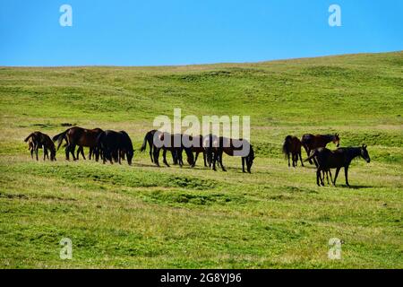 Eine Herde halbwilder Pferde im Kaukasus. Im Äußeren der Pferde sind sichtbare Zeichen der Rasse, zum Beispiel Kabarda (Hochland Reitpferd). Stockfoto