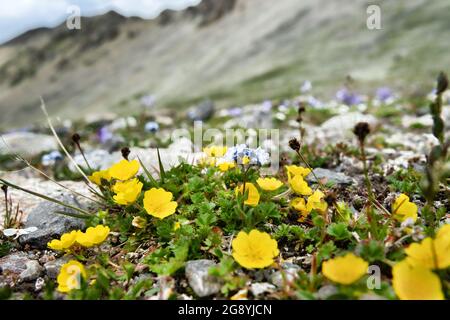 In Wiesengemeinden dominieren Alpenfilzkraut (Potentilla crantzii). Die obere Grenze der Alpenwiese, kiesige Halbwüste, Südhang. El Stockfoto