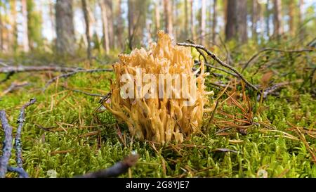 Goatsbeard (Ramaria flava) in Kiefernwäldern der östlichen Ostsee (Golf von Finnland) im Spätsommer, eskulente Pilze Stockfoto