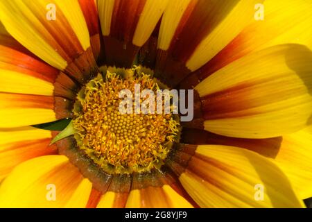 Nahaufnahme der Schatzblume, Gazania rigens, Pflanze in der Familie der im südlichen Afrika heimischen Asteraceae. Stockfoto