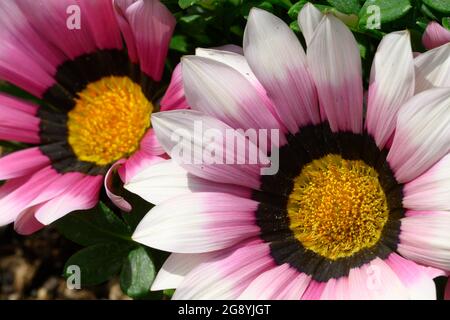 Nahaufnahme der Schatzblume, Gazania rigens, Pflanze in der Familie der im südlichen Afrika heimischen Asteraceae. Stockfoto