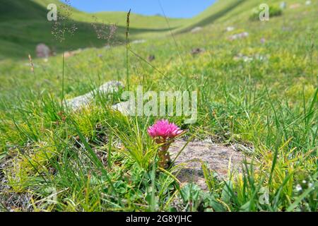 Kaukasischer Steinkropf, zweireihiger Steinkropf (Sedum spurium) auf den Almen an den Felsaufschlüssen. Nordkaukasus. 2500 m ü. D. M. Angestammte Plantspro Stockfoto