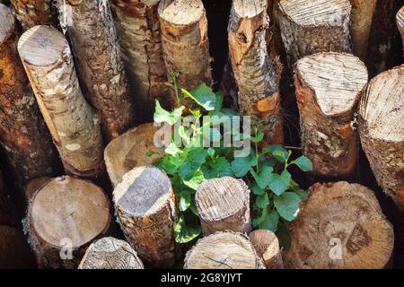 Die Erlen waren vor einem Jahr abgeschlagen und in einem Haufen gestapelt worden. Aber die jungen Quellen (Abtriebe) wachsen aus halbtoten Stämmen. Die Kraft des Lebens Stockfoto