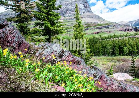 Gelbe Columbine-Wildblumen, Swiftcurrent Valley, Glacier National Park, Montana Stockfoto