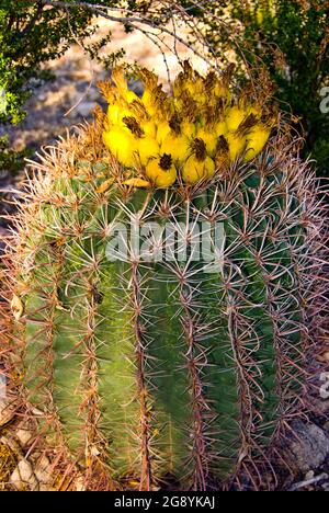 Golden Barrel Kaktus in Bloom, Arizona Stockfoto