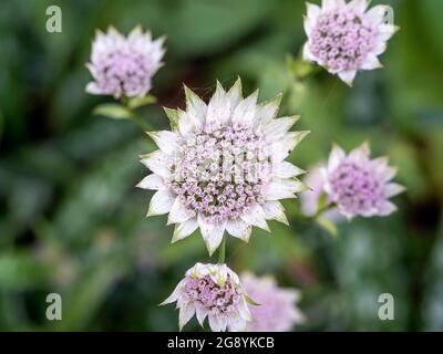 Astratia major 'Buckland' mit seinen hellrosa sternförmigen Blüten, umgeben von weißen, mit Grün umrandeten, dreifarbigen Tünchen. Wächst in einem britischen Garten. Stockfoto