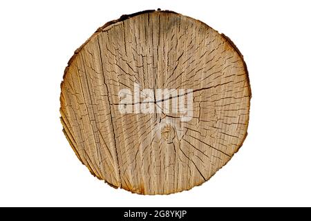Runder Baum isoliert auf weißem Hintergrund. Birkenstamm mit Rissen. Holzstruktur Stockfoto