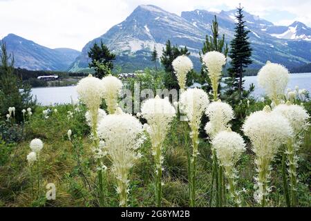 Mini Glacier Hotel am Swiftcurrent Lake, blühendes Bärengras, Glacier National Park, Montana Stockfoto