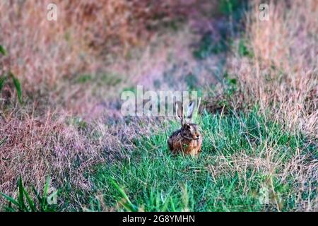 Der Europäische Braunhase (Lepus europaeus, Sommermantel) ernährt sich von einem Wiese-, Grünland- und Poiumbestandteil. Nordkaukasus Stockfoto