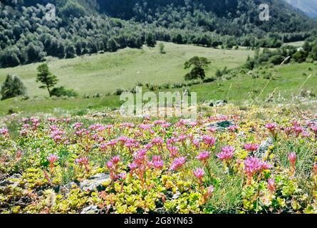 Kaukasischer Steinkropf, zweireihiger Steinkropf (Sedum spurium) auf den Almen an den Felsaufschlüssen. Nordkaukasus. 2500 m ü. D. M. Angestammte Plantspro Stockfoto