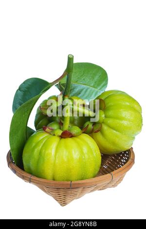 Stillleben garcinia atroviridis frisches Obst auf Holzkorb. Isoliert auf weißem Hintergrund. Thailändisches Kraut und saurer Geschmack viel Vitamin C. Extrahieren Sie als wir Stockfoto