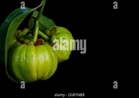 Nahaufnahme Stillleben garcinia atroviridis frische Früchte auf schwarzem Hintergrund. Thai Kraut und sauren Geschmack viel Vitamin C. Diät Gesundheit Gewicht reduzieren Stockfoto