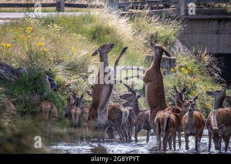 Im Beverley Brook im Richmond Park kühlen sich heiße und störende Hirsche ab. Das Reservat beherbergt 630 Rotwild und Damwild, die seit 1637 frei herumstreiften. Stockfoto