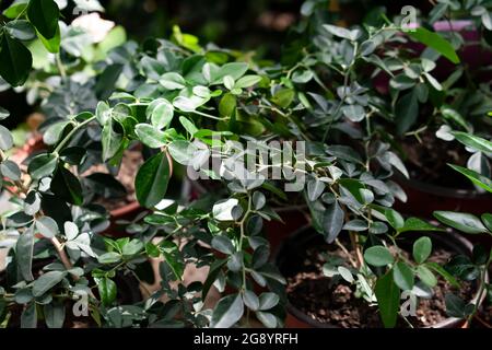 Junge rote limeberry-, Kalk- oder Triphasia-Trifolia-Pflanzen, die in Töpfen wachsen. Die kleinen Sträucher haben grüne Blätter mit einem verschwommenen Naturhintergrund. Stockfoto