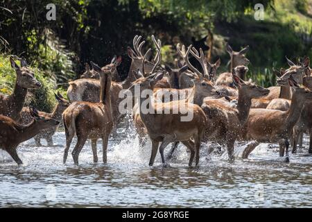 Im Beverley Brook im Richmond Park kühlen sich heiße und störende Hirsche ab. Das Reservat beherbergt 630 Rotwild und Damwild, die seit 1637 frei herumstreiften. Stockfoto