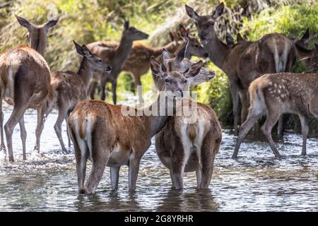 Im Beverley Brook im Richmond Park kühlen sich heiße und störende Hirsche ab. Das Reservat beherbergt 630 Rotwild und Damwild, die seit 1637 frei herumstreiften. Stockfoto