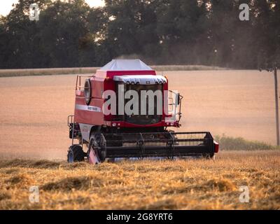 Die Weizenernte beginnt n Great Bardfield Essex. Wie die Wettervorhersage den Regen vorhersagt, eilen die Bauern, um die Weizenernte einzubringen Stockfoto