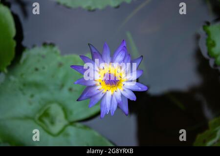 Violette Farbe Seerose in blühte im Teich Stockfoto