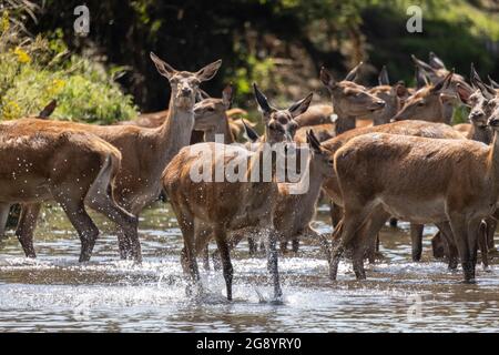 Im Beverley Brook im Richmond Park kühlen sich heiße und störende Hirsche ab. Das Reservat beherbergt 630 Rotwild und Damwild, die seit 1637 frei herumstreiften. Stockfoto