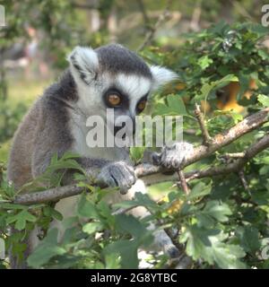 Baby Ring tailed Lemur Fütterung in einem Baum im Peak Wildlife Park Stockfoto