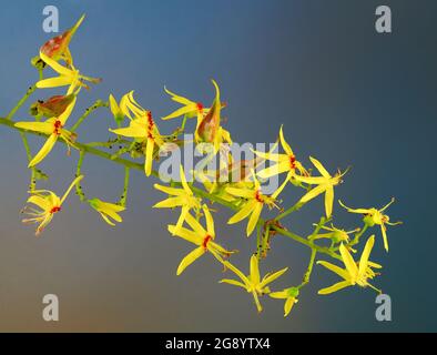 Makroansicht von Blumen und sich bildenden Samenschoten des goldenen Regenbaums (Koelreuteria paniculata), einem asiatischen Baum, der heute als invasive Art gilt Stockfoto