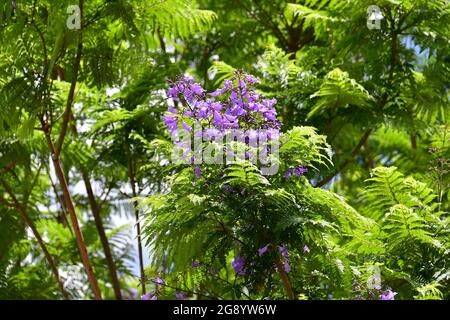 jacaranda, blauer Jacaranda, schwarzer Poui, Palisanderholzbaum, Jacaranda mimosifolia, mimózalevelű zsakaranda, Madeira, Portugal, Europa Stockfoto