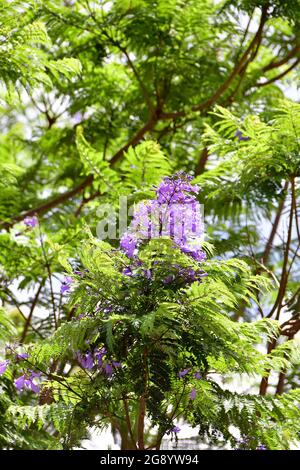 jacaranda, blauer Jacaranda, schwarzer Poui, Palisanderholzbaum, Jacaranda mimosifolia, mimózalevelű zsakaranda, Madeira, Portugal, Europa Stockfoto