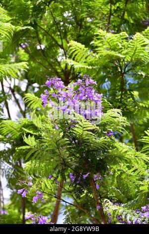 jacaranda, blauer Jacaranda, schwarzer Poui, Palisanderholzbaum, Jacaranda mimosifolia, mimózalevelű zsakaranda, Madeira, Portugal, Europa Stockfoto