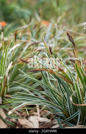 Bunte Blätter von Carex oshimensis Gras Stockfoto