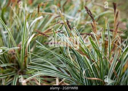 Bunte Blätter von Carex oshimensis Gras Stockfoto