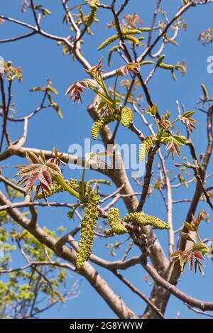 Juglans regia in Blüte Stockfoto