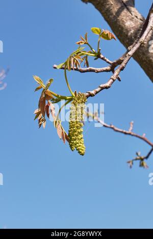 Juglans regia in Blüte Stockfoto