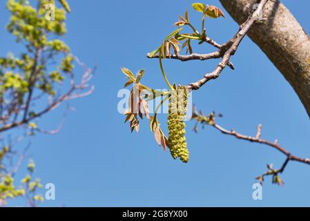 Juglans regia in Blüte Stockfoto