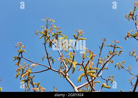 Juglans regia in Blüte Stockfoto