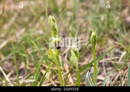 Ophrys fusca brauner und roter Blütenstand Stockfoto