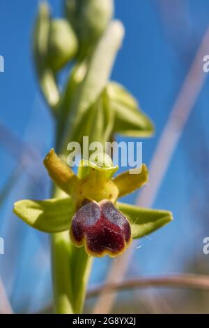 Ophrys fusca brauner und roter Blütenstand Stockfoto