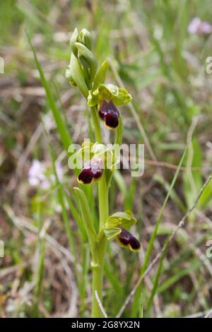 Ophrys fusca brauner und roter Blütenstand Stockfoto