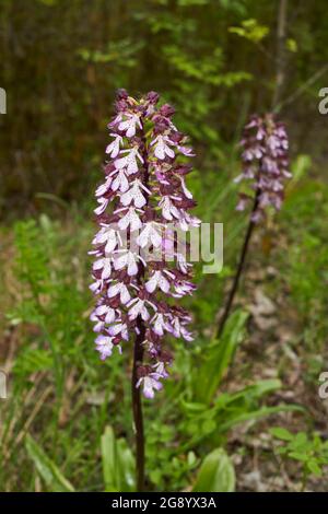 Orchis purpurea in der Blüte Stockfoto