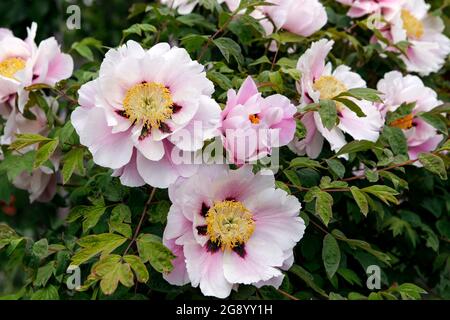 Paeonia lactiflora, chinesische Pfingstrose. Schöner Busch von rosa Pfingstrosen in voller Blüte. Nahaufnahme großer Blumen. Sommergarten, ländlicher Garten. Stockfoto
