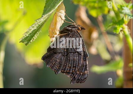 Pfauenschmetterling nach der Eklosion, kopfüber hängend zum Austrocknen und Ausrichten der Flügel Stockfoto