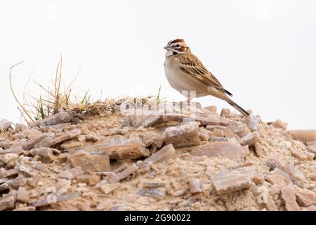 Lerche Sparrow (Chondstes grammacus), Badlands National Park, South Dakota Stockfoto