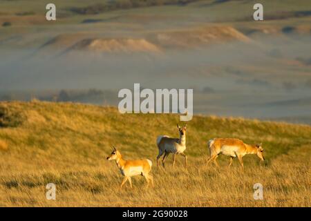 Pronghorn-Antilocapra americana, Badlands-Nationalpark, South Dakota Stockfoto