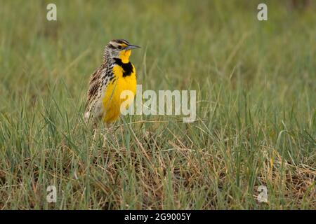 WESTERN Meadowlark, Badlands National Park, South Dakota Stockfoto