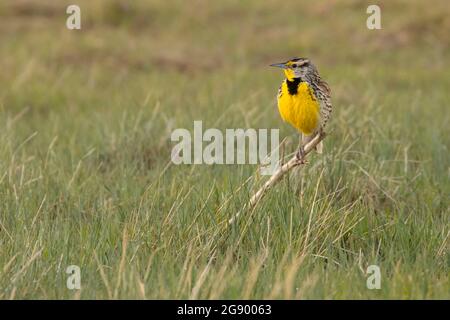 WESTERN Meadowlark, Badlands National Park, South Dakota Stockfoto