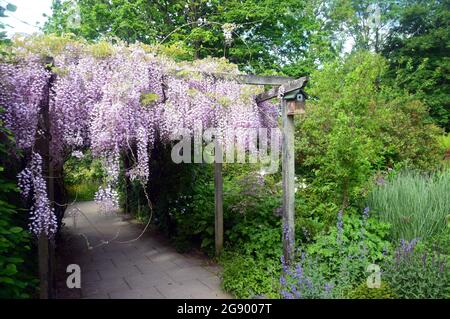 Lange hängende Purple/Mauve/Lilac Wisteria Fabaceae (Leguminosae) Blumen, die durch eine Pergola im RHS Garden Harlow Carr, Harrogate, Yorkshire, Großbritannien wachsen Stockfoto